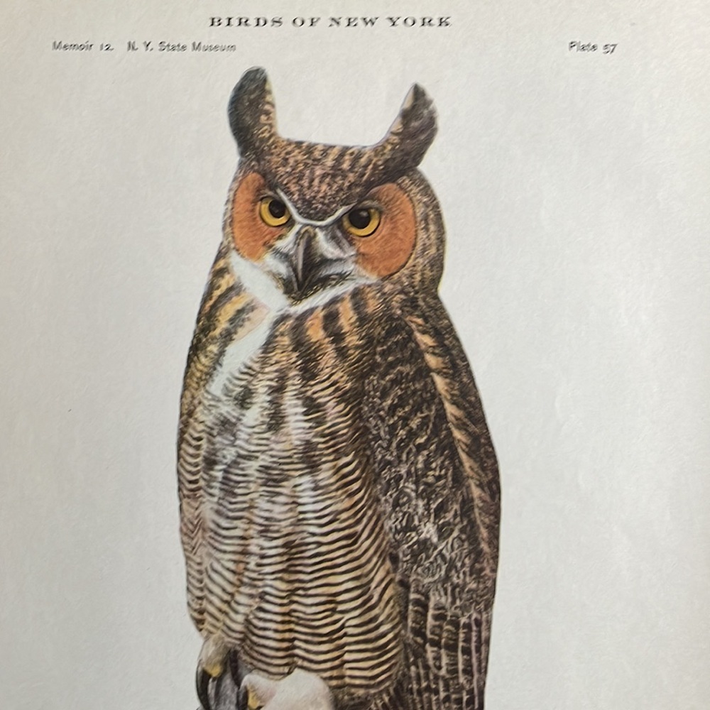 Antique Ornithological Bird Print Original great horned Owl